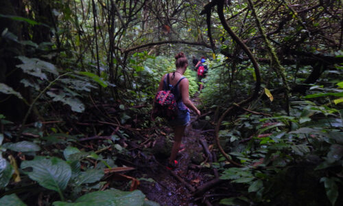 Paket Forest Trekking Baturraden