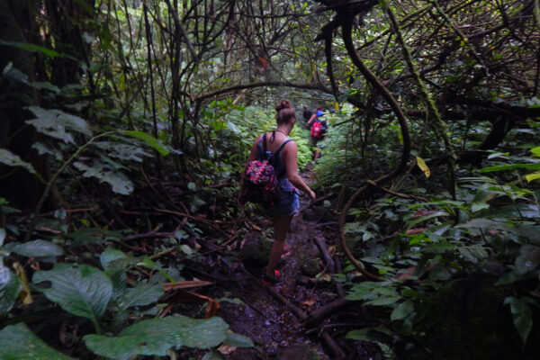 Paket Forest Trekking Baturraden
