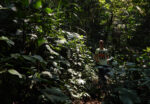 Paket Forest Trekking dan Forest Bathing Baturraden