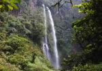 Paket Forest Trekking dan Forest Bathing Baturraden